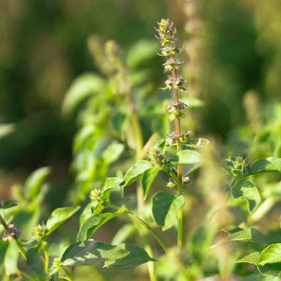 Tulsi