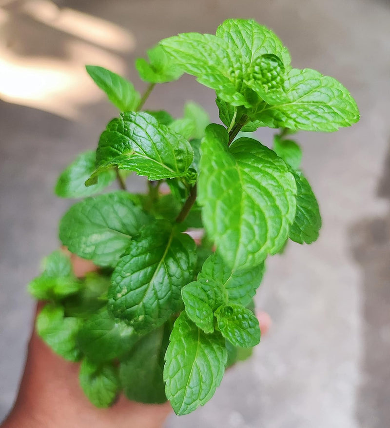 Know All About Pudina Ka Phool: Benefits, Uses, Side Effects & MoreDiscover Ayurveda’s Coolest Remedy: Pudina Ka Phool Explained