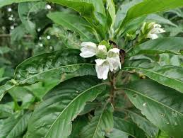 🌿 Natural Herbs for Cough Relief: From Adulsa to Ajwain – And a Smarter Ayurvedic Solution