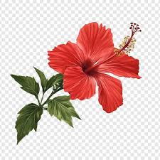 Hibiscus Benefits for Health, Skin & Lifestyle Wellness 🌿